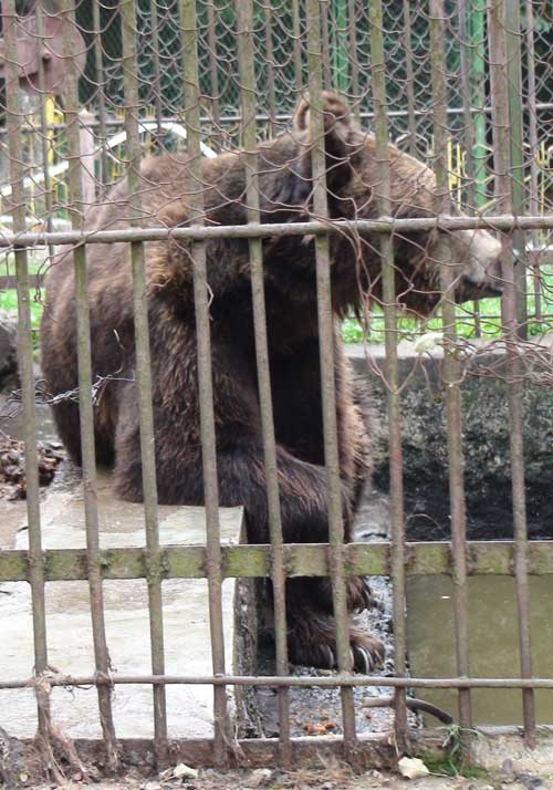 Urs - Gradina Zoologica (c) eMM.ro